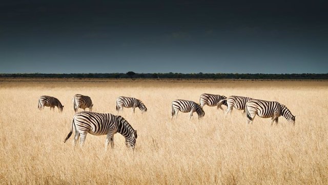 De Safari.