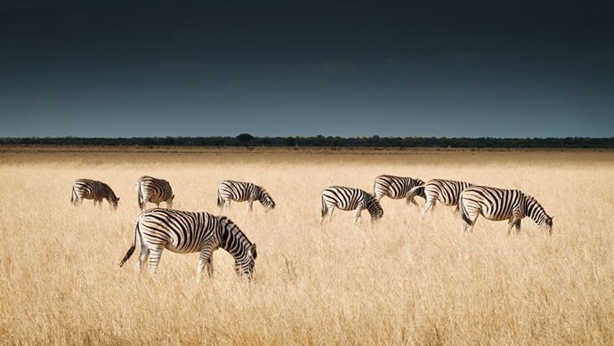 De Safari.