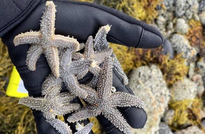 Utilizando datos genómicos, los investigadores han descubierto que dos especies de estrellas de mar del Atlántico norte se están cruzando