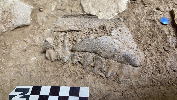 Mandíbula de ciervo recuperada en el nivel 4 de las excavaciones de la Cova Eirós