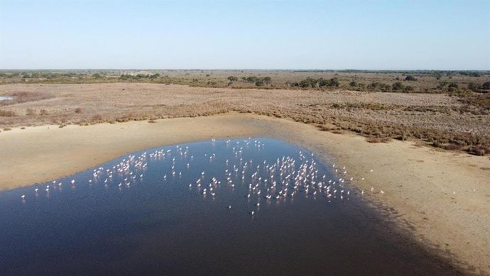 Archivo - Flamencos en la Laguna de Santa Olalla en febrero de 2022.