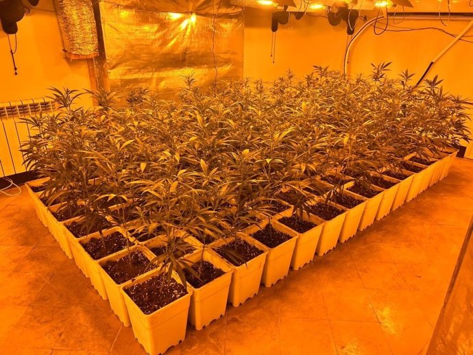 Imatge de la plantació de marihuana requisada