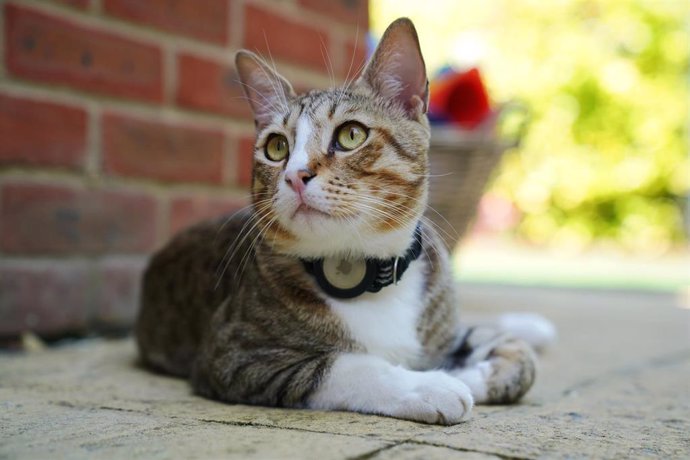 Archivo - 21 July 2023, United Kingdom, Berkhamsted: Dave the cat, pictured at his new home. England's unlikely World Cup mascot will now be watching the Lionesses from his forever home as Dave the Cat settles into his new surroundings. Photo: Jonathan 