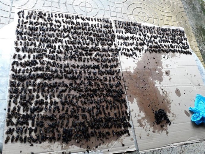 Archivo - Nido de avispón asiático