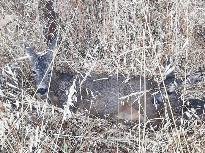 Archivo - Rtdo. Np Rescate Corzos