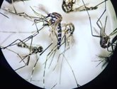 Foto: Investigan reducir la población de mosquito tigre asiático en Valncia inoculando la bacteria Wolbachia a machos