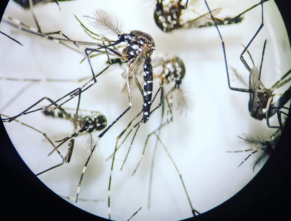 Mosquitos
