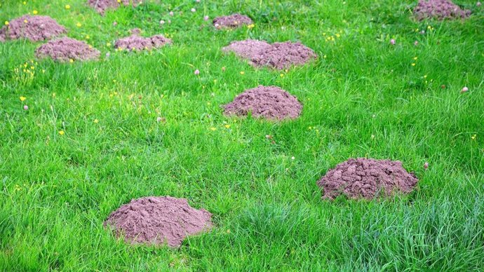 ¿Cuál es el mejor producto contra los topos?
