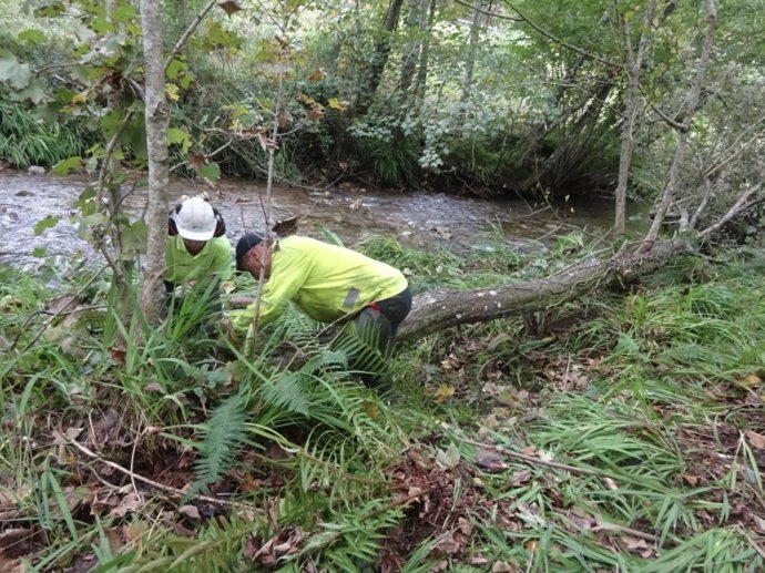 CHC realiza actuaciones de conservación en varios ríos en Cangas del Onís, Llanes y Las Regueras