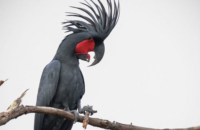 Cacatúa de la palma golpeando una rama