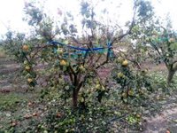 Asociaciones agrarias constatan daños por las tormentas en campos de siete comarcas valencianas