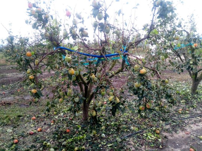 Árbol dañado en Quatretonda