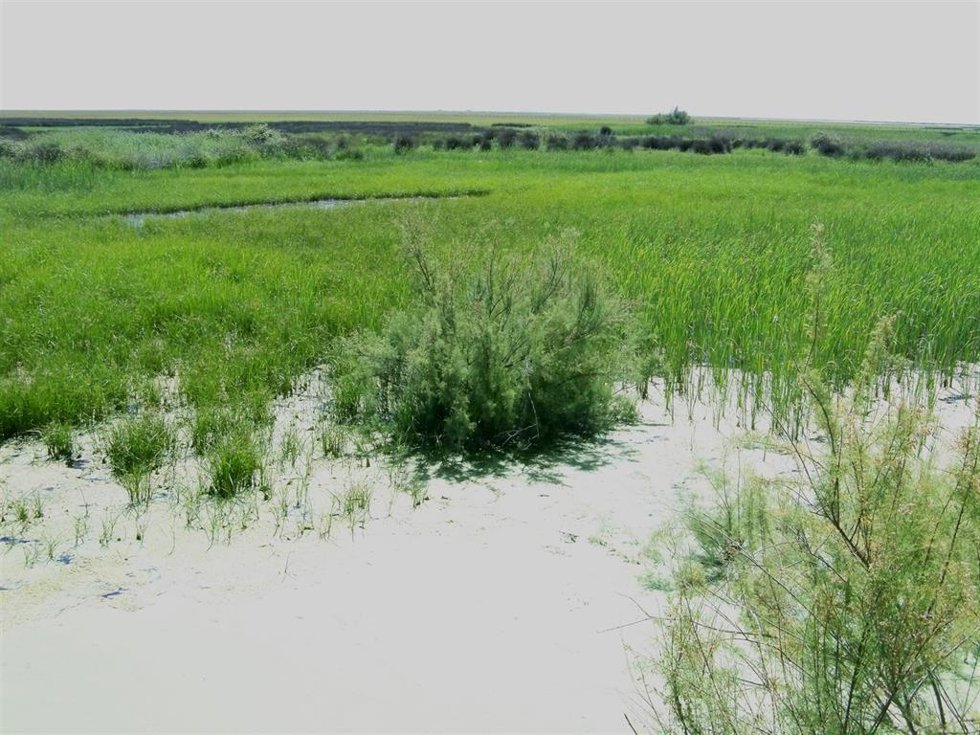 Archivo - Imagen de archivo de las marismas De Doñana.