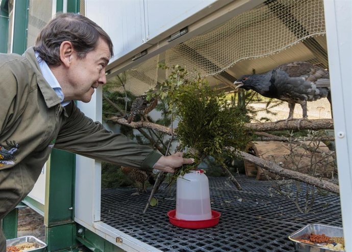 Mañueco en el centro del urogallo de León.