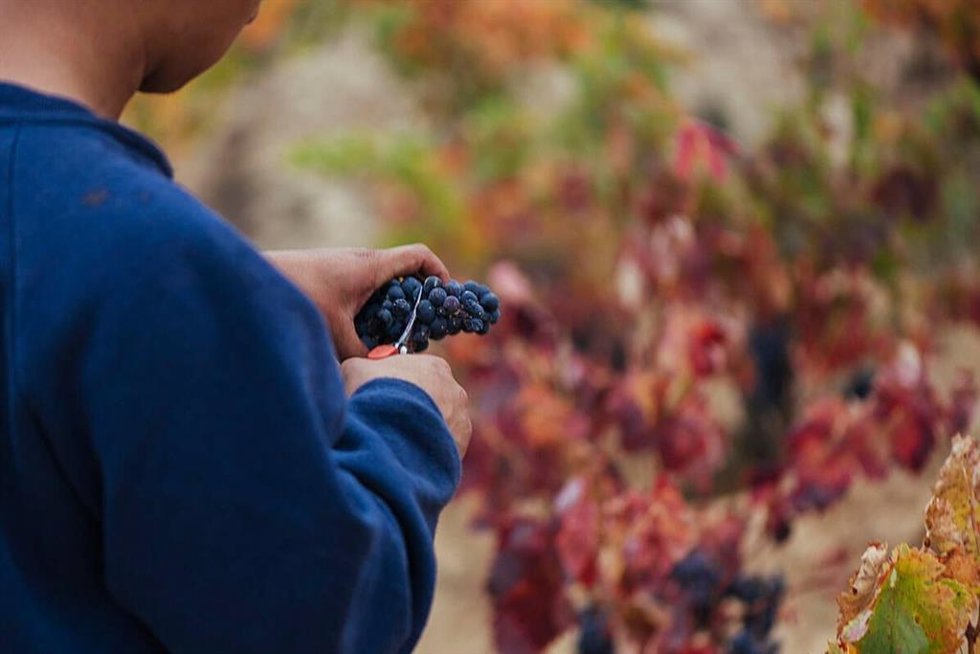 Sexto Boletín de Maduración de la DOCa Rioja, que apunta a "condiciones sanitarias y vegetativas correctas" de la uva.
