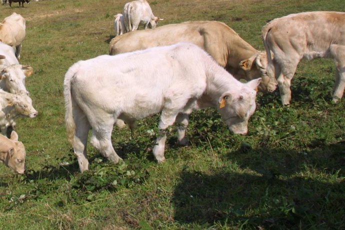 Vacas en Cantabria