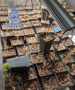 Un incendio de una vivienda de Fuencarral destapa una importante plantación de marihuana