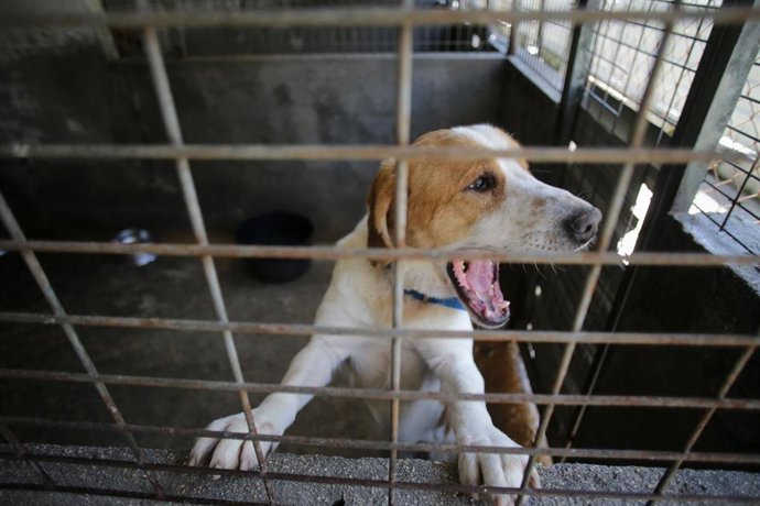 Archivo - Un perro en una de las jaulas de la Sociedad Protectora de animales de Lugo, a 16 de marzo de 2023, en Lugo, Galicia (España). 