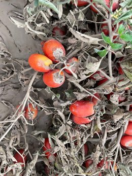 Daños provocados por la DANA en cultivos.