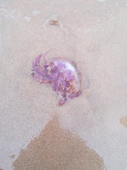 Bandera amarilla en las playas de San Sebastián por la presencia de medusas luminescentes