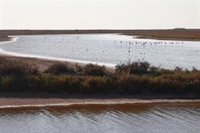 El Gobierno valora la compra de 'Veta La Palma' pero insiste en que "Doñana debe recuperar sus condiciones ambientales"