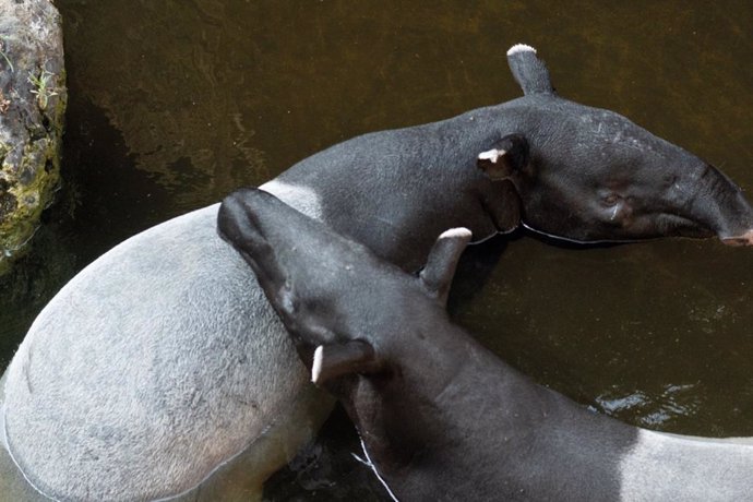 Mekong, el macho de tapir malayo que llegó hace unas semanas a Bioparc, junto a la hembra, Rawa