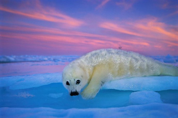 Una foca de Groenlandia de pelaje blanco descansa sobre el hielo bajo el cielo crepuscular