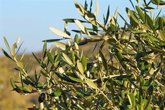 Foto: Buscan voluntarios para comprobar si las hojas de olivo mejoran la memoria y la agilidad mental