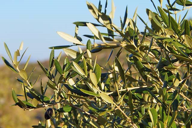 Hojas de olivo