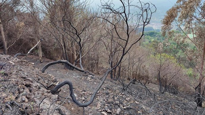 Archivo - Una imagen de archivo de un incendio forestal