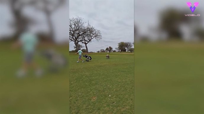 Esta hiena se convierte en asistente de golfista persiguiéndole durante 250 metros en un campo de golf