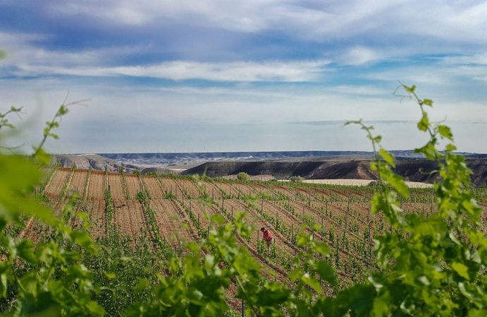 Archivo - Viñedos en la Comunidad aragonesa