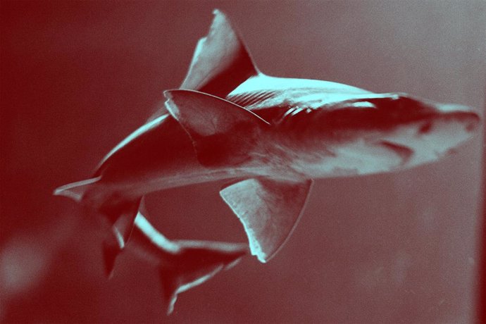Archivo - Shark,. Menstruation Myths, de Laia Abril.