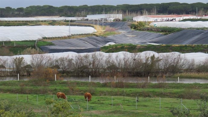 Archivo - Cultivo bajo plástico en la provincia de Huelva.