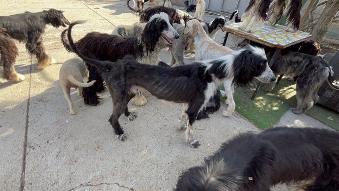 Perros localizados en una criadero ilegal en Tenerife