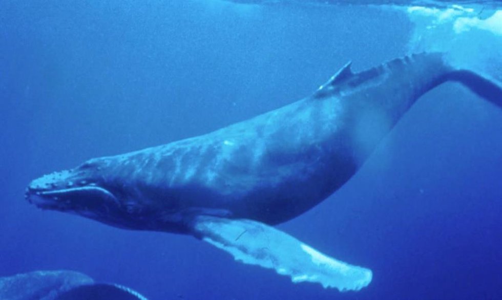 Archivo - Ballena jorobada