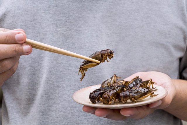 Archivo - Hombre comiendo insectos