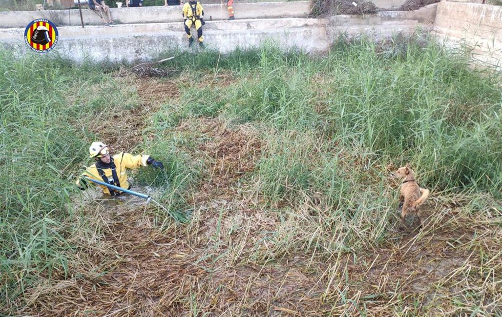 Rescatan a dos perros atrapados en una balsa de riego en Cheste