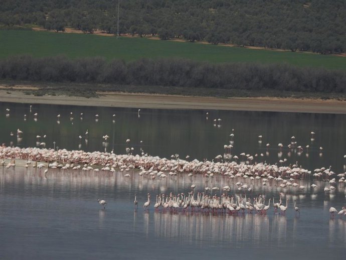 Archivo - Grupo de cortejo de flamencos en la Laguna de Fuente de Piedra, en imagen de recurso.