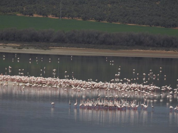 Archivo - Grupo de cortejo de flamencos en la Laguna de Fuente de Piedra, en este municipio malagueño