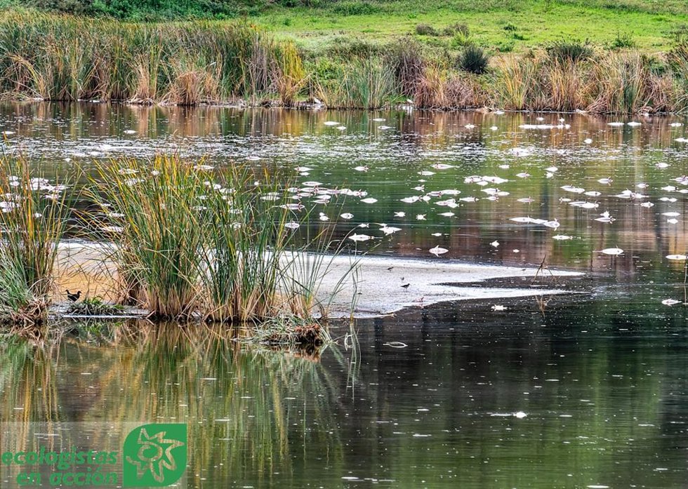 Peces muertos flotando en las aguas del Estero Domingo Rubio han vuelto a aparecer estos días.
