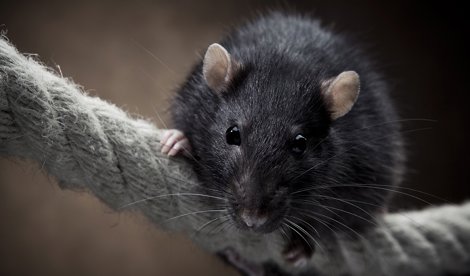 Comunicados Sociedad