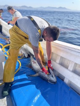 Pescador de J.C Mackintosh eviscerando un atún rojo en el Estrecho de Gibraltar. La empresa ha obtenido el primer sello azul MSC que garantiza el origen sostenible del atún rojo en España.