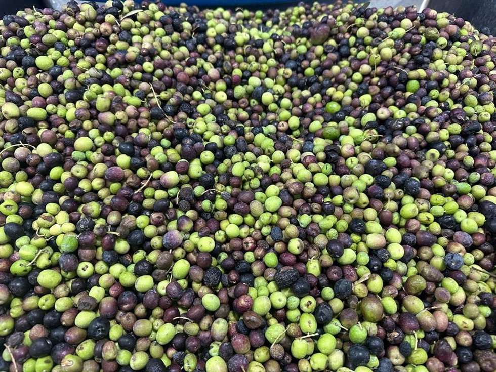 Aaceitunas