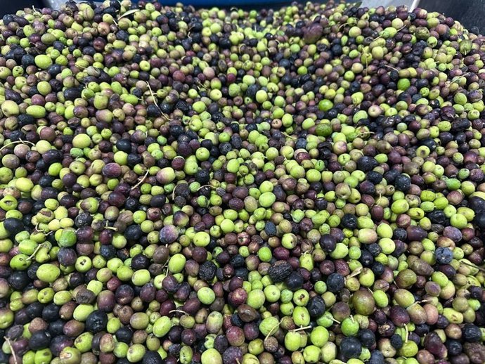 La almazara del Cabildo de Fuerteventura continúa molturando aceituna de la campaña de 2023