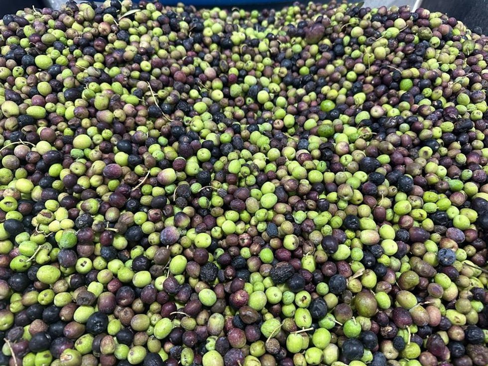 La almazara del Cabildo de Fuerteventura continúa molturando aceituna de la campaña de 2023