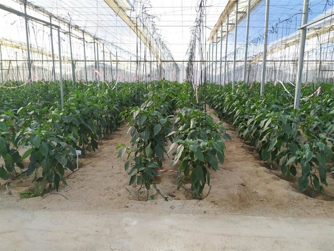 Archivo - Imagen de recurso de un invernadero de pimiento.