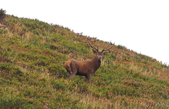 Berrea en la sierra  Peñamayor.