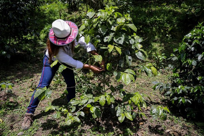Choachí, 13 de abril de 2023. Finca La Campesina ofrece un planea turísticos donde personas nacionales y extranjeras podrán conocer sobre los procesos del café en el municipio de Choachí, Cundinamarca. (Colprensa-Mariano Vimos)