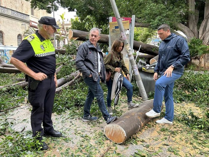 La delegada de Parques y Jardines, junto al alcalde, observan las ramas caídas del ficus centenario de la Encarnación.